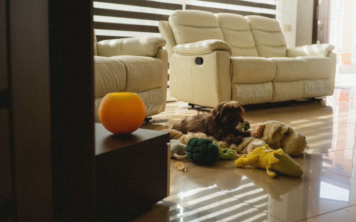 Essential Care Tips for Small Dogs