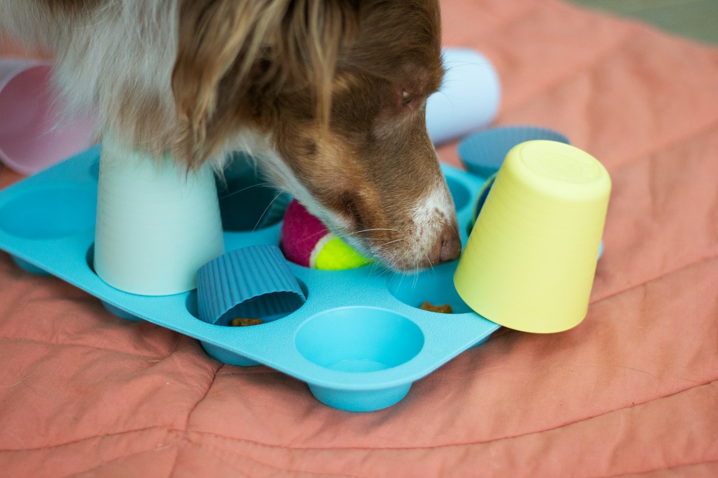 Creating Stress-Free Routines for Small Canines